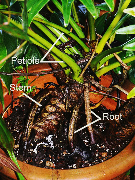 Philodendron xanadu stem, Photo Copyright Alfonso de la Parra
